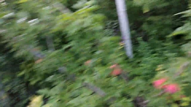 #АЛЫЧА#КУБАНСКАЯ #КОМЕТА В МОЕМ САДУ. смотреть онлайн