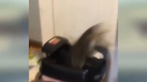 Приколы про животных!!!Ржач до слёз)))Смотреть всем!!! часть 1