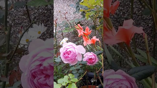 Rose Ancient Mariner смотреть онлайн