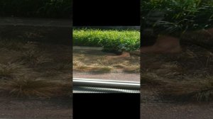 VID_20240821_151302.mp4