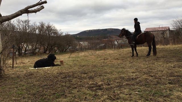 Русский чёрный терьер.Элементы общего курса дрессировки.