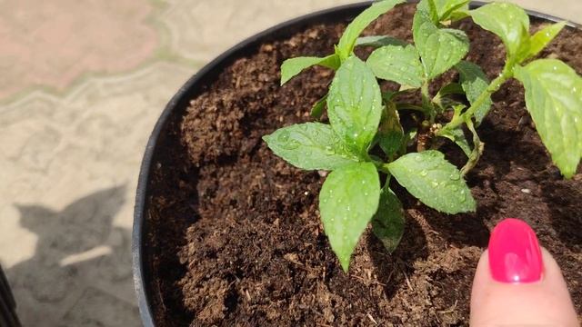 Как развиваются гортензии Пинки Промис ,Роял Флауер из кассет.Результат зеленого черенкования ?? смотреть онлайн