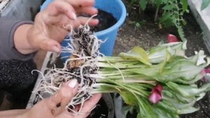 КАК Я ПЕРЕСАЖИВАЮ СВОЮ КАЛЛУ ПОСЛЕ ПОКУПКИ. КАЛЛА СНЕЖНАЯ КОРОЛЕВА.