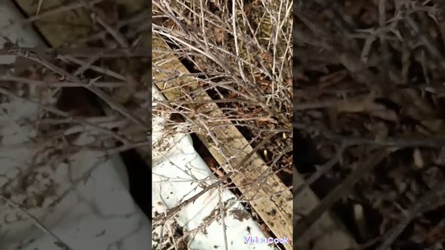 11 февраля 2024 г Обрезка крыжовника. смотреть онлайн