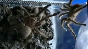 Avicularia Laeta. Размножение пауков-птицеедов.