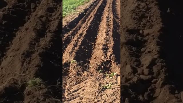 Правильная нарезка гребней для посадки картофеля.