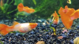 Гуппи Кои Альбино / Guppy Koi Albino Red Cap