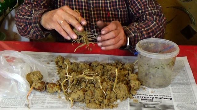 Как вырастить дерево грецкого ореха из ореха!