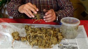 Как вырастить дерево грецкого ореха из ореха!