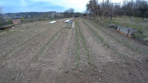 черный жук на огороде вредитель кравчик стригун секач