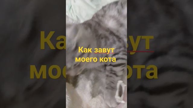 как завут моего кота