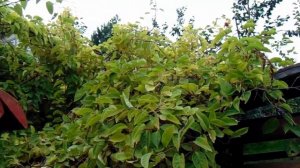 Китайский лимонник в саду В. Железова - вернем ли молодость?