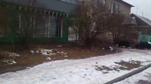 Ужас! Кабаны в деревне