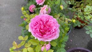 My front garden in early October, 2022 (Roses and Dahlias)