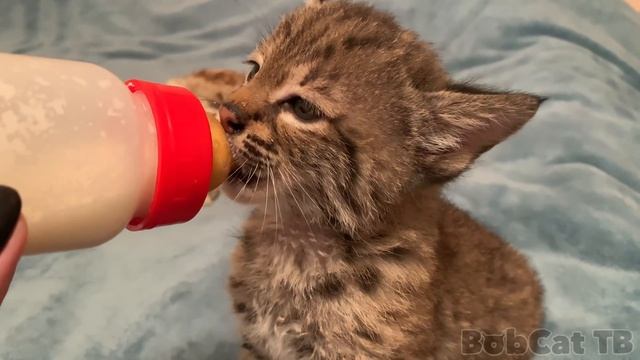 ЛЮБОВЬ КОТА И РЫСИ / Мейн-Кун играет с бобкэтом смотреть онлайн