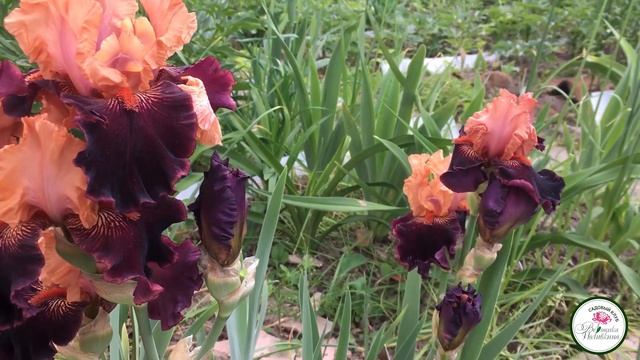 ИРИСОВАЯ МУХА И ДРУГИЕ ПРОБЛЕМЫ ИРИСОВ смотреть онлайн