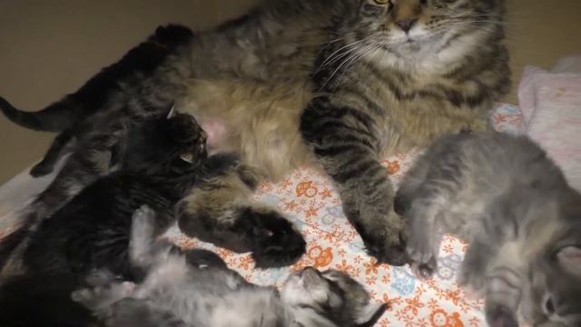 у нас котята, кошка родила, котята уже видят все ) смотреть онлайн