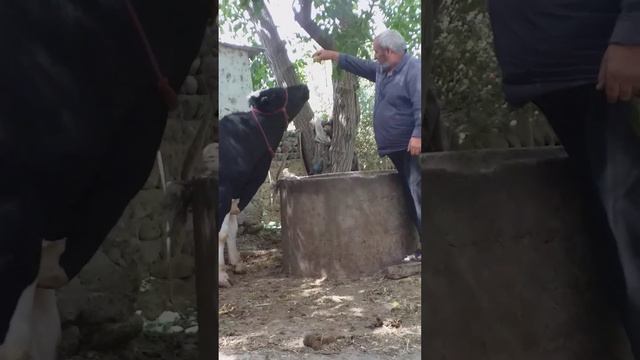 Гусолаи Швейцариягиро бе гов (бе модар) калон карданд смотреть онлайн