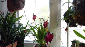 Моя masdevallia Morenita продолжает цвести