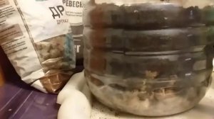 Выращивание секвойи.