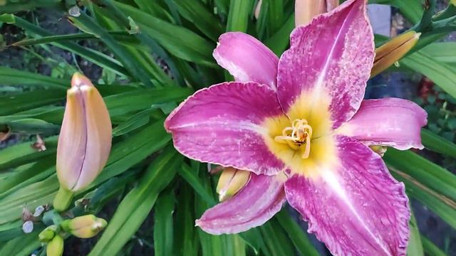 Цветут лилейники. Красота!!! смотреть онлайн