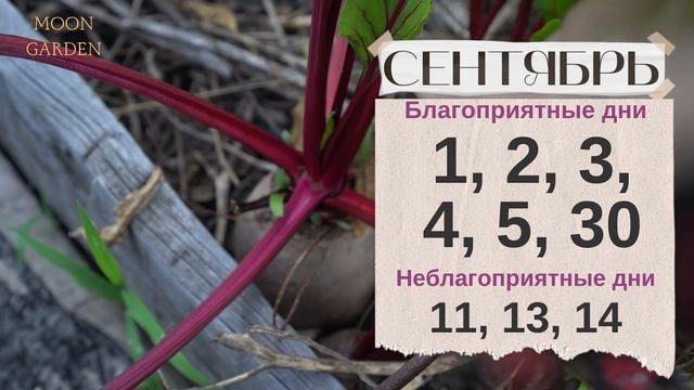 СВЕКЛА и МОРКОВЬ: Лунный Календарь АВГУСТ СЕНТЯБРЬ 2023! Когда собирать для сохранения урожая зимой