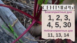 СВЕКЛА и МОРКОВЬ: Лунный Календарь АВГУСТ СЕНТЯБРЬ 2023! Когда собирать для сохранения урожая зимой
