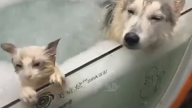 Кот с собакой в джакузи смотреть онлайн