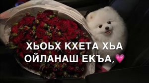 Мадина Аслаханова Нана са хьоме Нана сил дукха еза хьо суна😭❤️