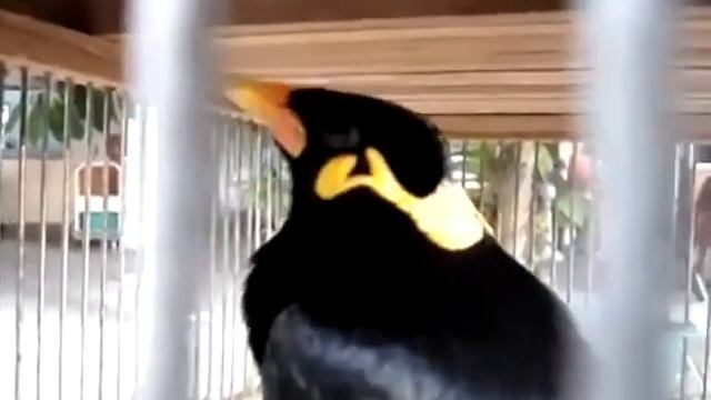 Птички песенки поют. Ну птичка дает. смотреть онлайн