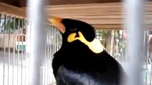 Птички песенки поют. Ну птичка дает.