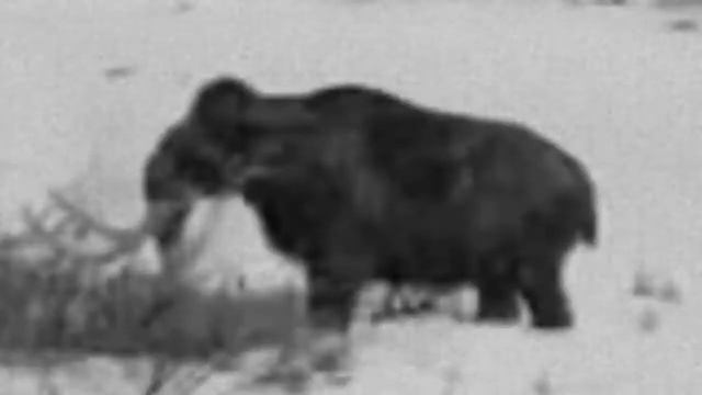 Живой мамонт в Сибири смотреть онлайн