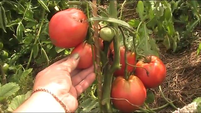 Сорт томата Де барао царские // Секреты хороших урожаев. смотреть онлайн