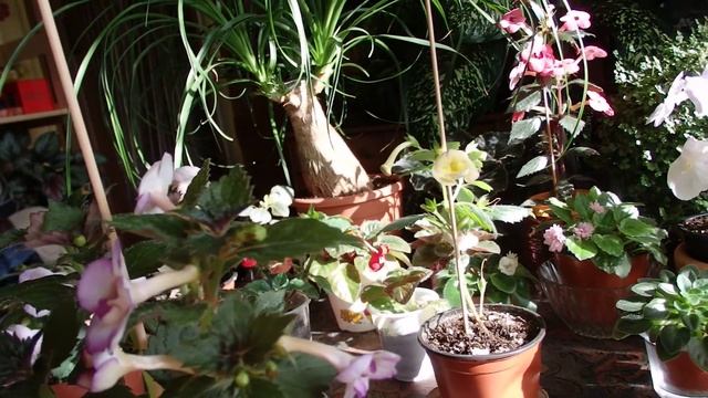 пополнение коллекции ахименесов смотреть онлайн