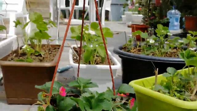 шикарная глициния клубника в цветочных горшках