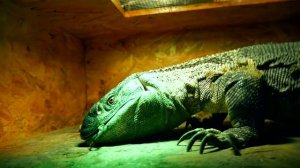 КОРМЛЕНИЕ ВАРАНА удавами и питонами (18+). Советы по транспортировке змей