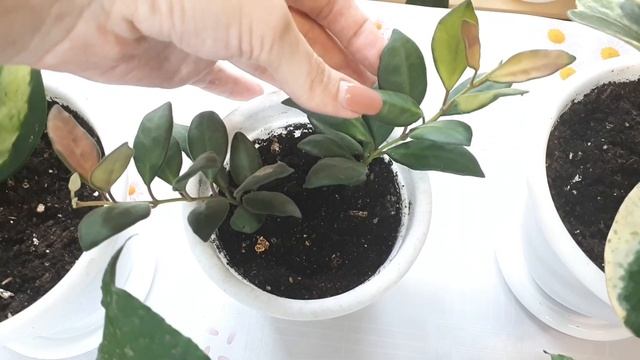 Хойи, маленький обзор) смотреть онлайн