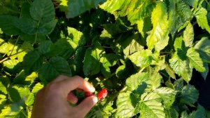 Ежемалина Марион, Бойсенберри, Тайберри. Честный обзор.