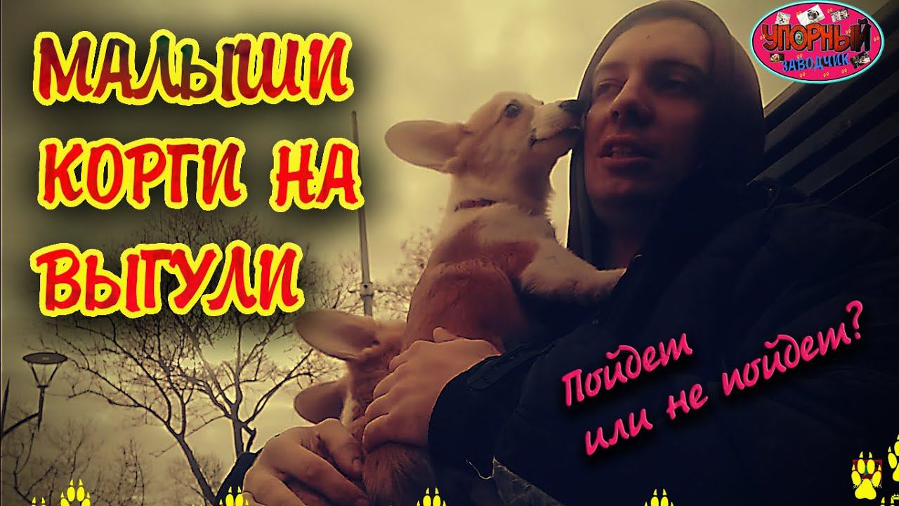 МАЛЫШИ КОРГИ ВПЕРВЫЕ НА УЛИЦЕ