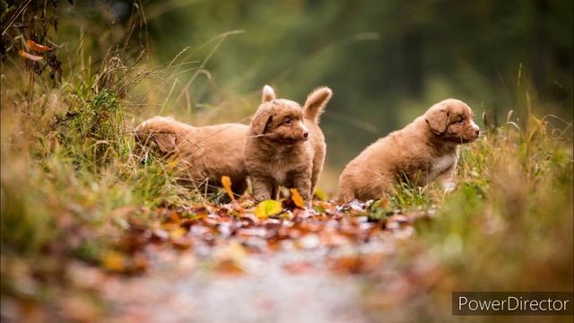 Возраст собаки по человеческим меркам смотреть онлайн