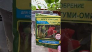 НАСТУРЦИЯ. Не цветут комнатные цветы, есть отличное удобрение!