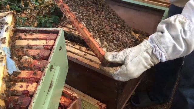 Обзор Улика Перед Главным Взятом. Пчеловодство USA смотреть онлайн