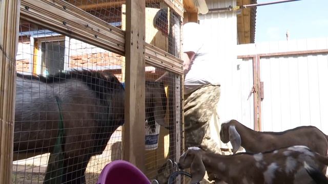 В Мамадыше стали разводить коз “англо-нубийской“ породы смотреть онлайн