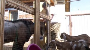 В Мамадыше стали разводить коз “англо-нубийской“ породы
