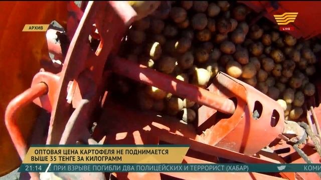 Картофелеводы СКО несут колоссальные убытки