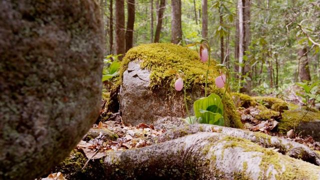 Nature sounds, Birds, Forest, Meditation, Relaxation, Sleep music, Природа, Лес, Медитация смотреть онлайн