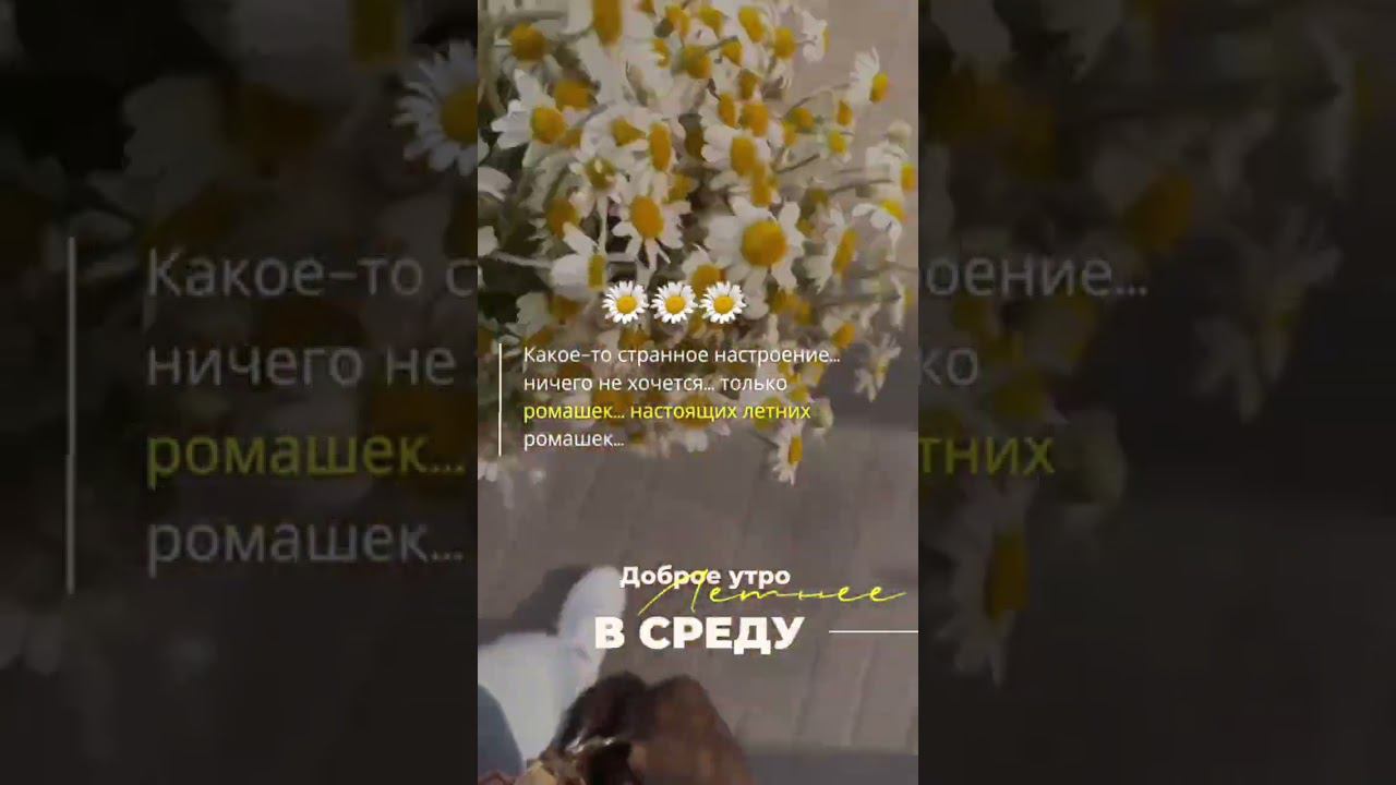 Доброе утреннее лето в среду #доброеутро #летнееутро #утросреды #среда
