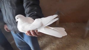 Щербаков Илья голуби Гусь Хрустальный