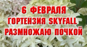 Гортензия Скайфолл. Черенкование почкой