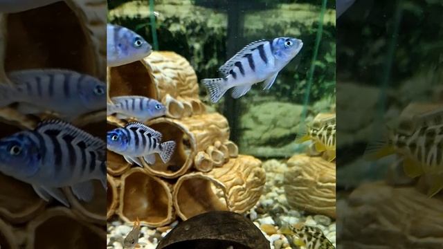 Псевдотрофеус ломбардо (Maylandia lombardoi) смотреть онлайн